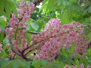 Bretschneideraceae Doi Phu Kha Nan Thailand