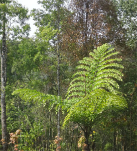 Giant Fishtail Palm Doi Phu Kha Nan Thailand