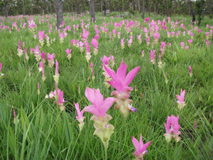Field of Blooming Curcuma Chaiyaphum Thailand